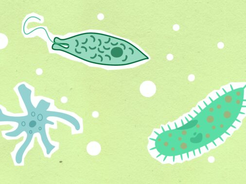 How does an amoeba obtain its food